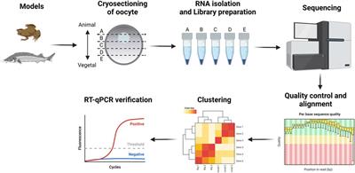 Comparison of RNA localization during oogenesis within Acipenser ruthenus and Xenopus laevis